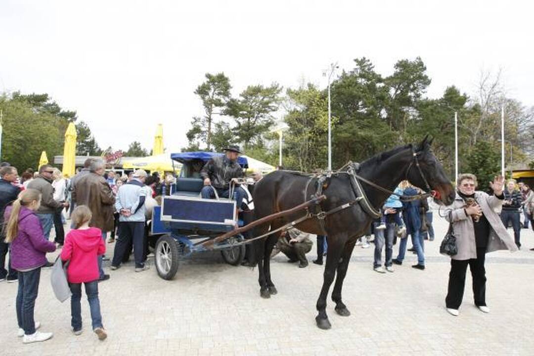 Palangoje sekmadienį lijo gintarais