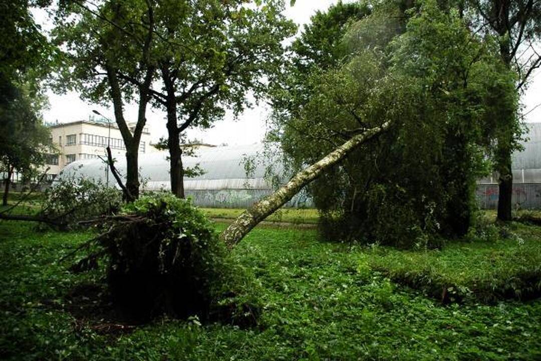Škvalas Kauno rajone nuniokojo miškus