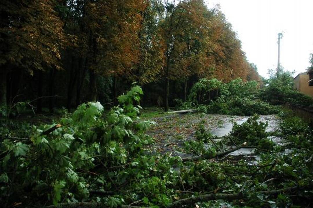 Škvalas Kauno rajone nuniokojo miškus