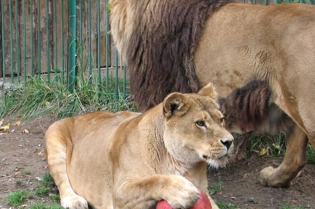 Zoologijos sodo gyvūnai laukia žmonių pagalbos