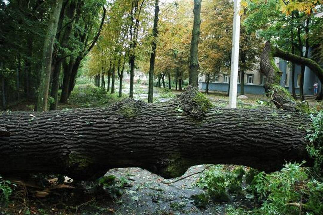 Škvalas Kauno rajone nuniokojo miškus