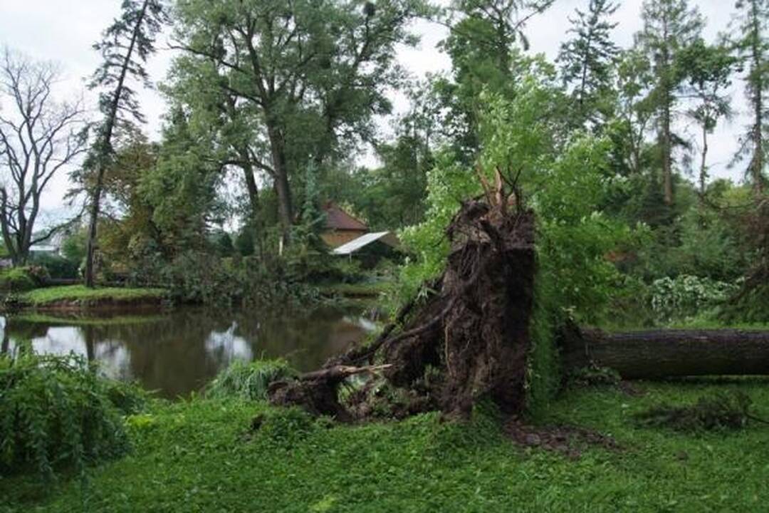 Škvalas Kauno rajone nuniokojo miškus