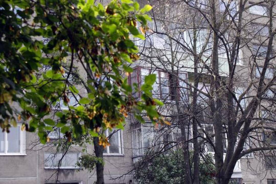 Škvalo pamokos: kaip pasodinti medį, kad jo nereikėtų pjauti