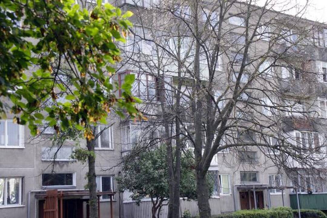 Škvalo pamokos: kaip pasodinti medį, kad jo nereikėtų pjauti