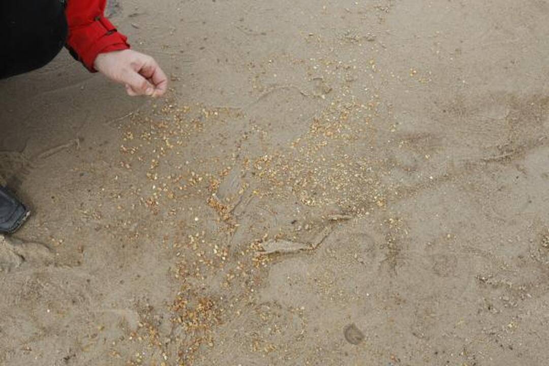 Palangoje sekmadienį lijo gintarais