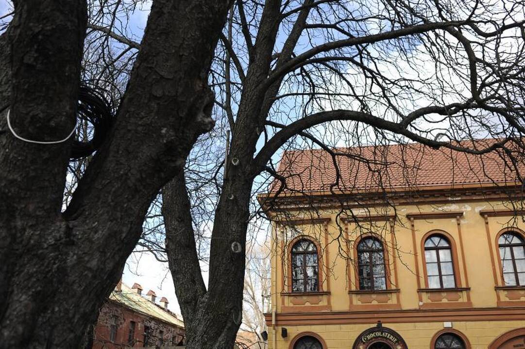 Rotušės aikštėje grėsmę keliantys medžiai neišvengs pjūklo