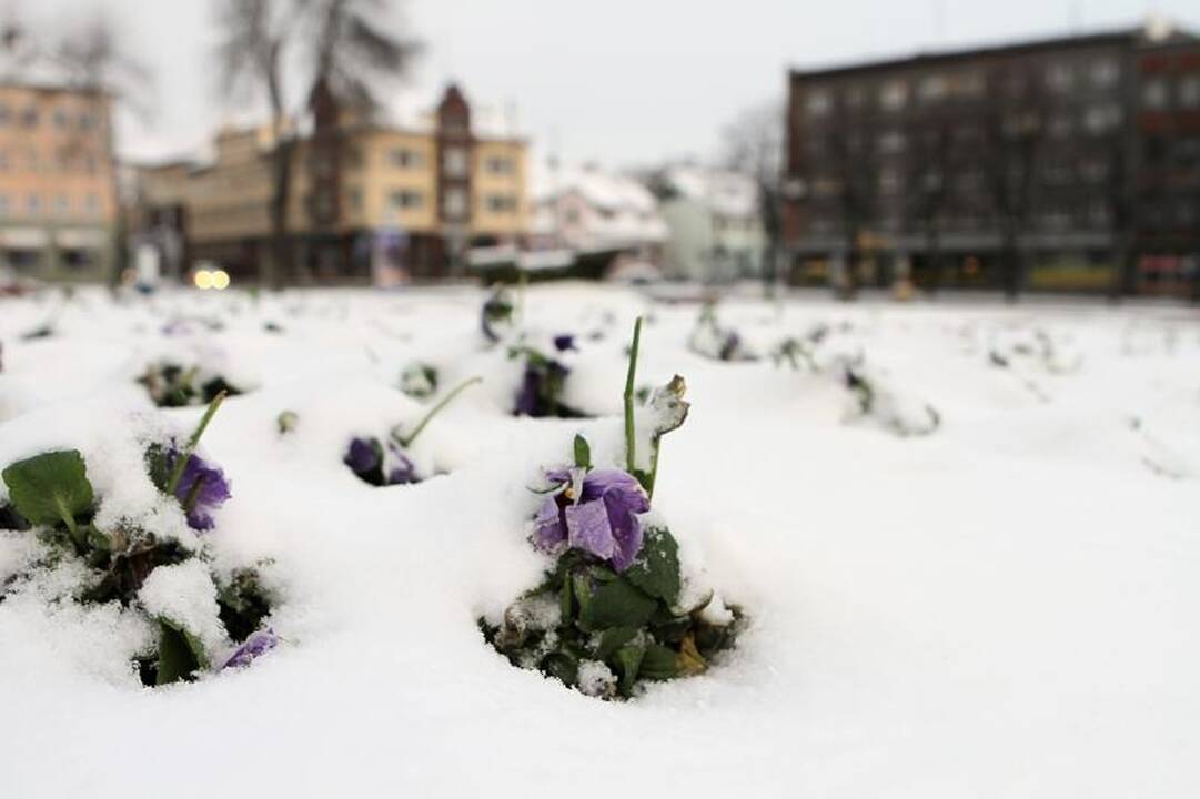 Klaipėdą padengė pirmasis žiemos sniegas 