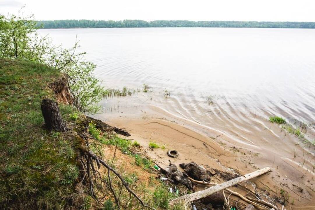 Šokiruojantis radinys marių pakrantėje – negyvų šernų porelė