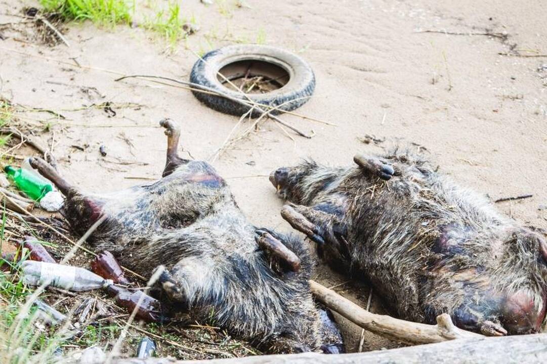 Šokiruojantis radinys marių pakrantėje – negyvų šernų porelė