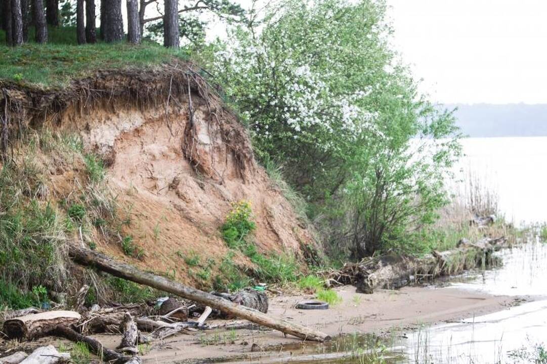 Šokiruojantis radinys marių pakrantėje – negyvų šernų porelė