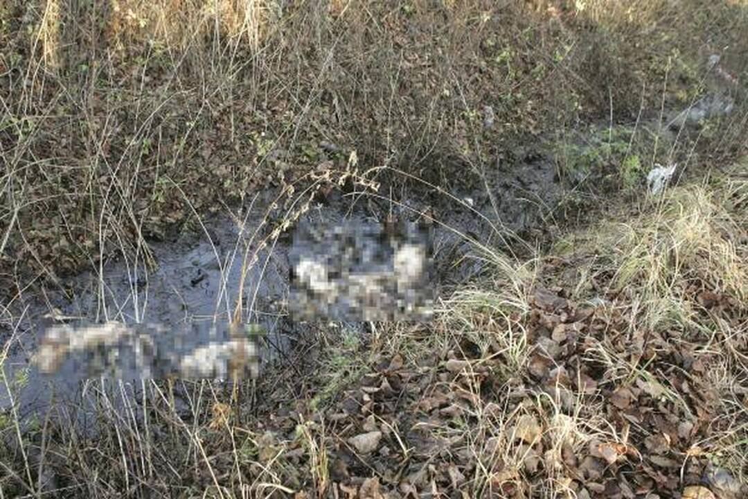 Policija: kol kas nežinome, kas nudyrė šunims kailius