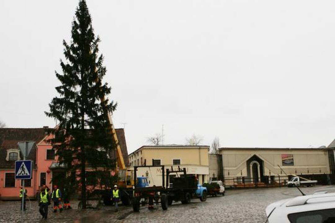 Šventinė eglė jau atvežta į Klaipėdą