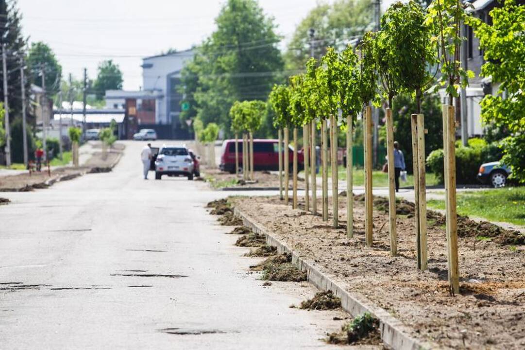 Žaliakalnyje po škvalo išlūžusius medžius pakeitė nauji sodinukai