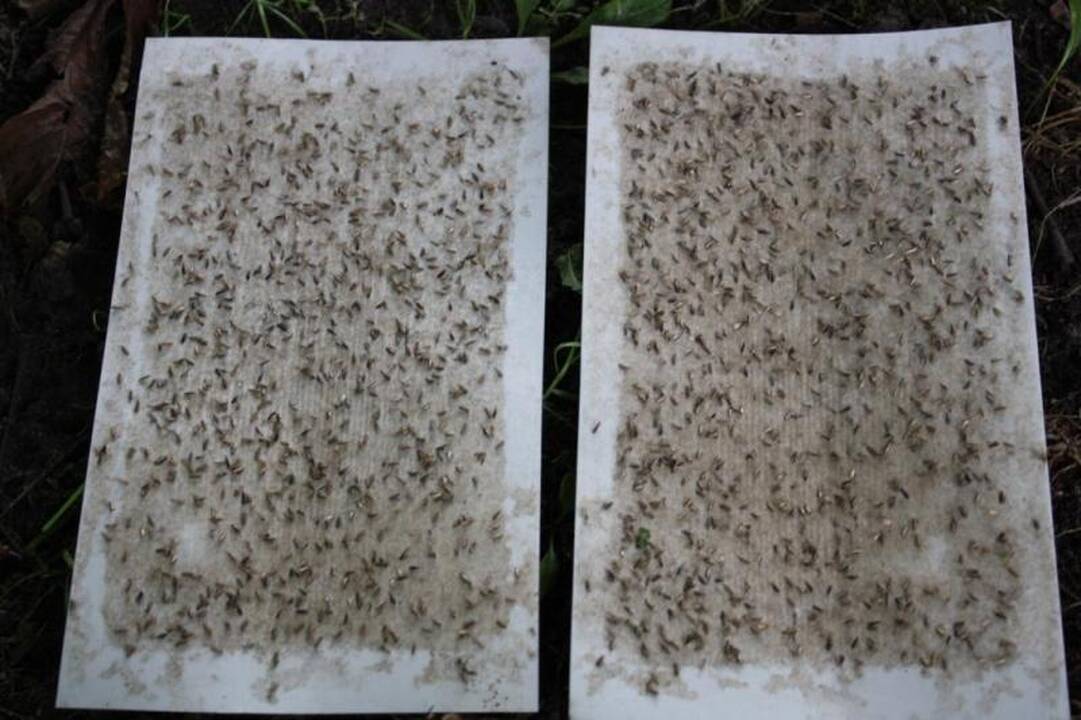 Aplinkosaugininkai: kaštonų gelbėjimo planas pavyko