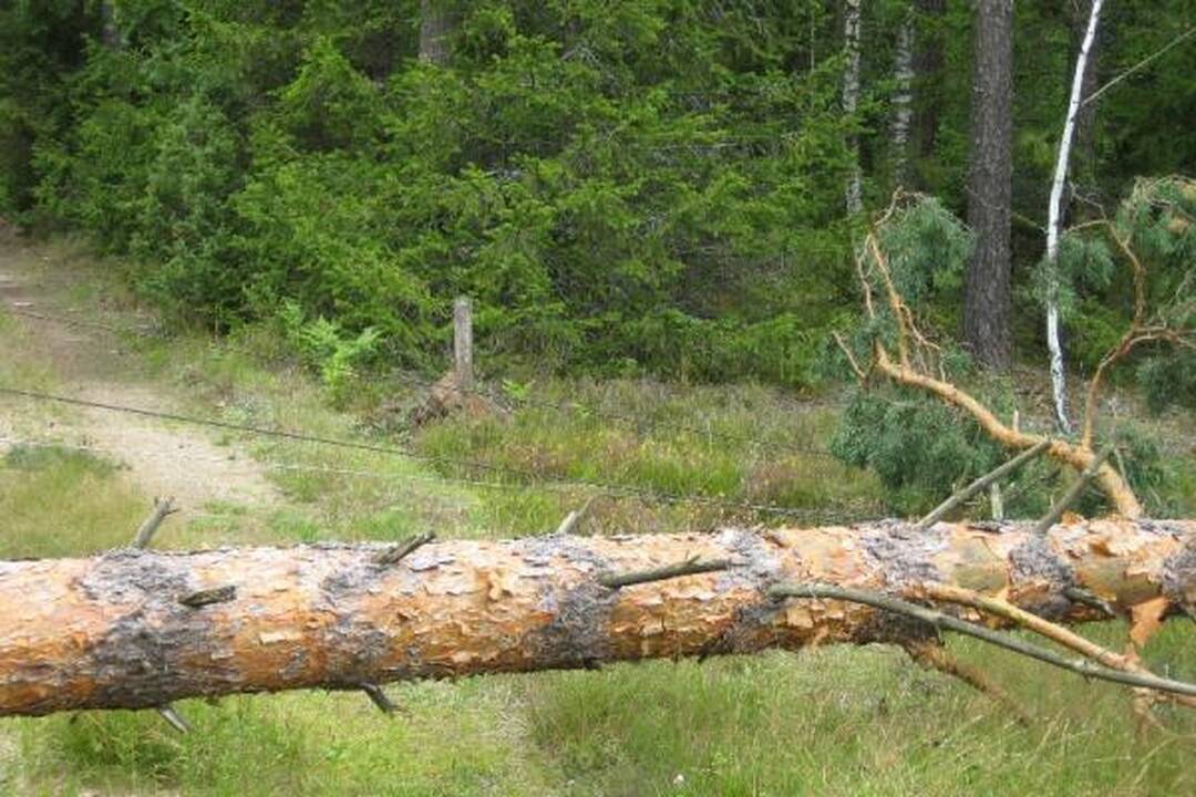 RST dėl audros patyrė per 1 mln. litų nuostolių