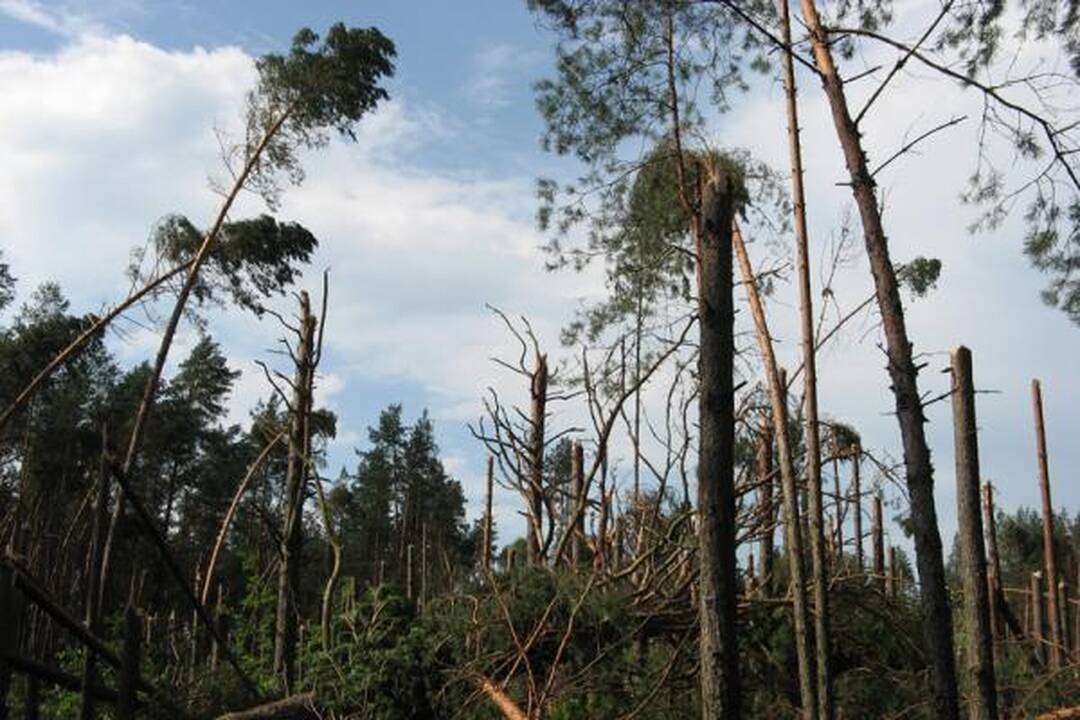 Dzūkijoje savaitgalį leidę vilniečiai per plauką išvengė mirties