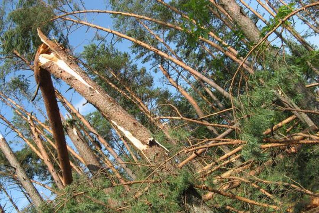 Dzūkijoje savaitgalį leidę vilniečiai per plauką išvengė mirties