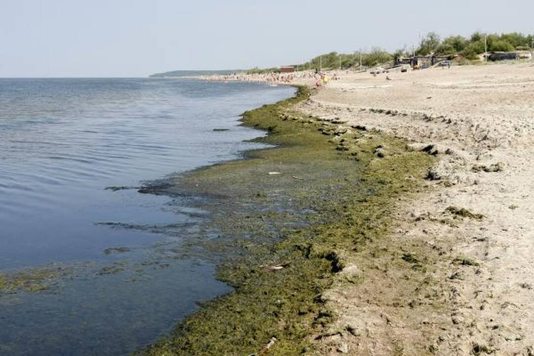 Baltijos jūrą teršiantys dumbliai išnyko