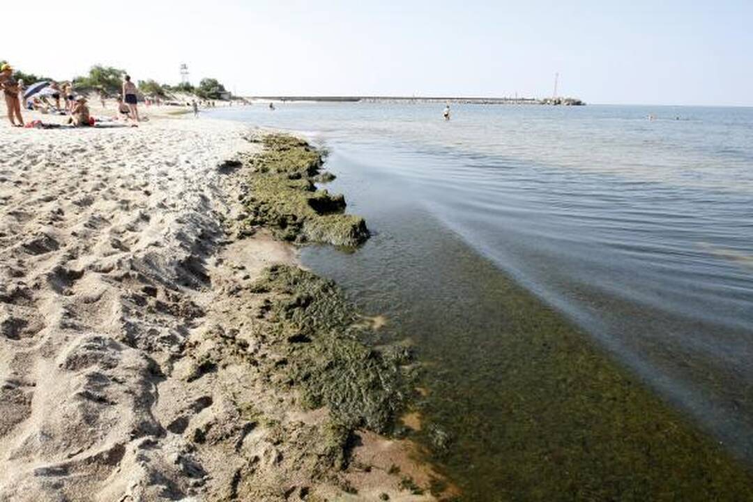Baltijos jūrą teršiantys dumbliai išnyko