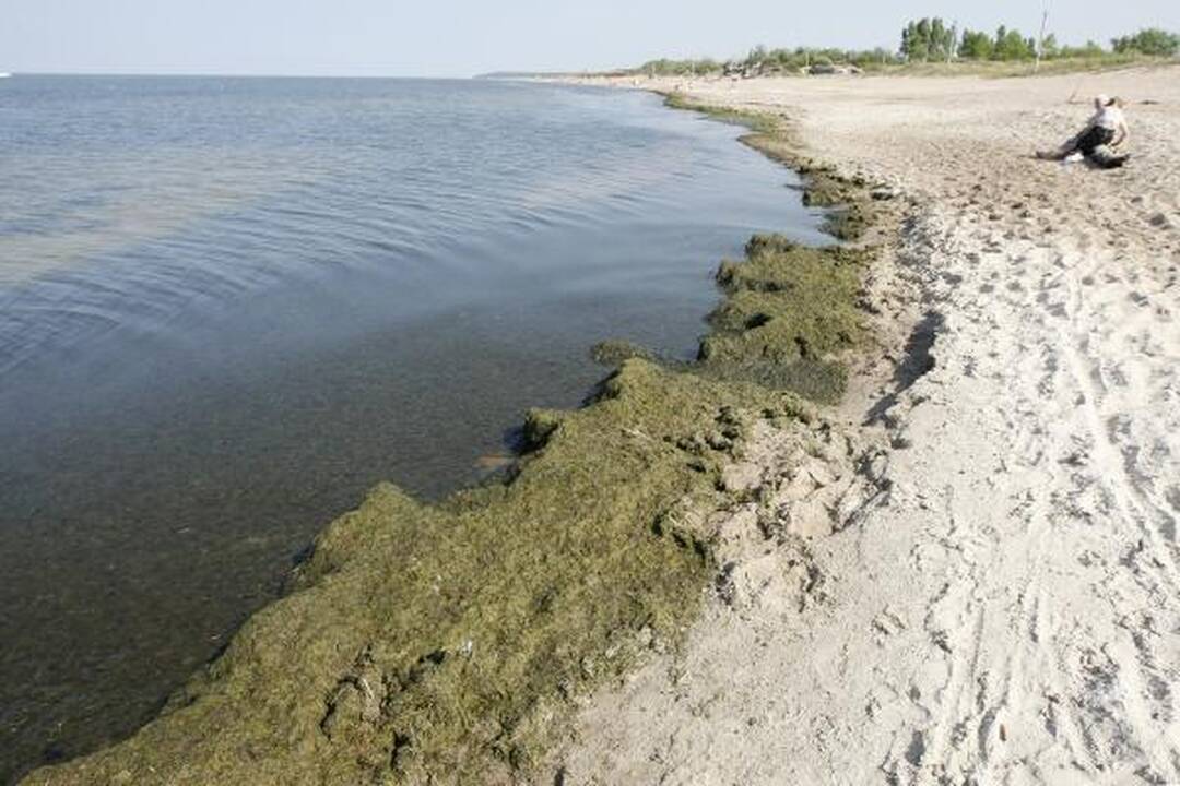 Baltijos jūrą teršiantys dumbliai išnyko