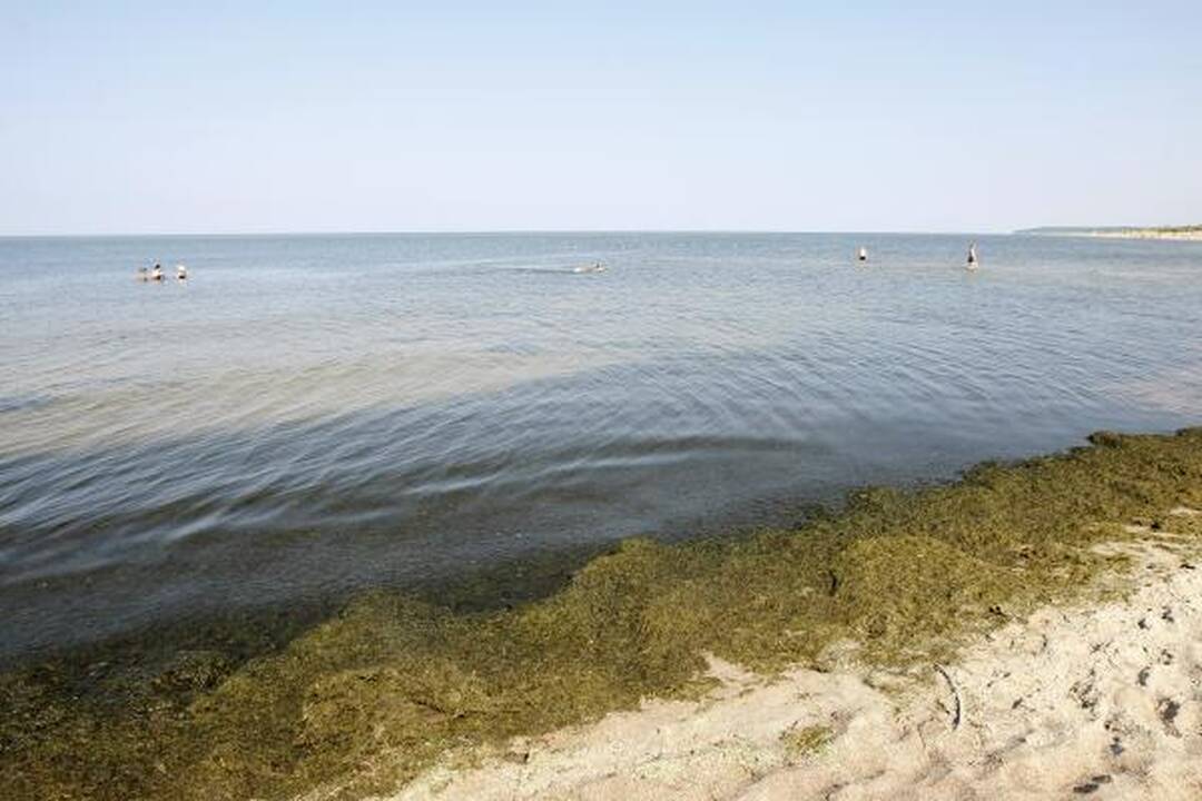 Baltijos jūrą teršiantys dumbliai išnyko