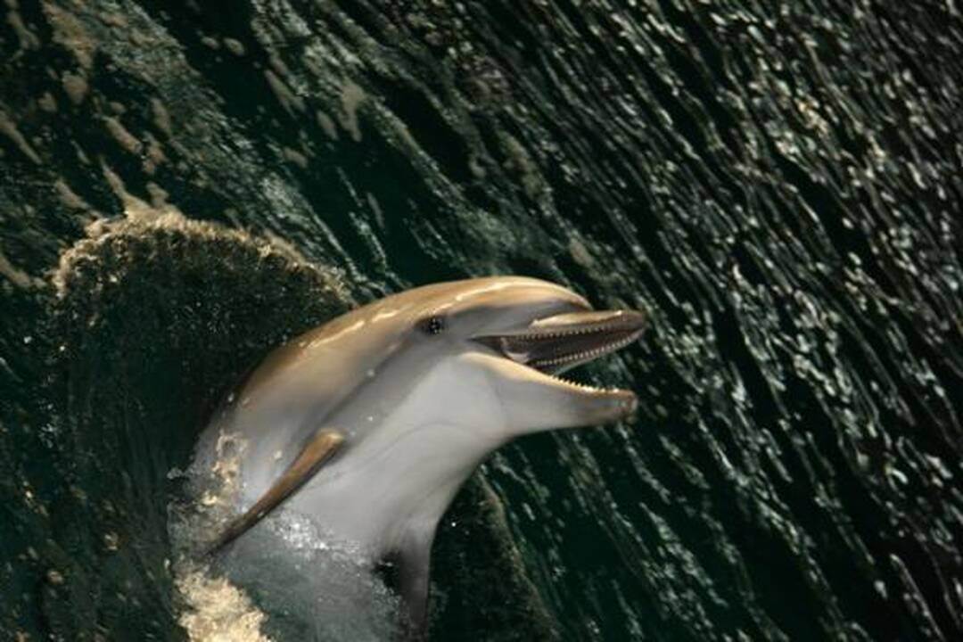 Jūrų muziejaus delfinai skris į Graikiją