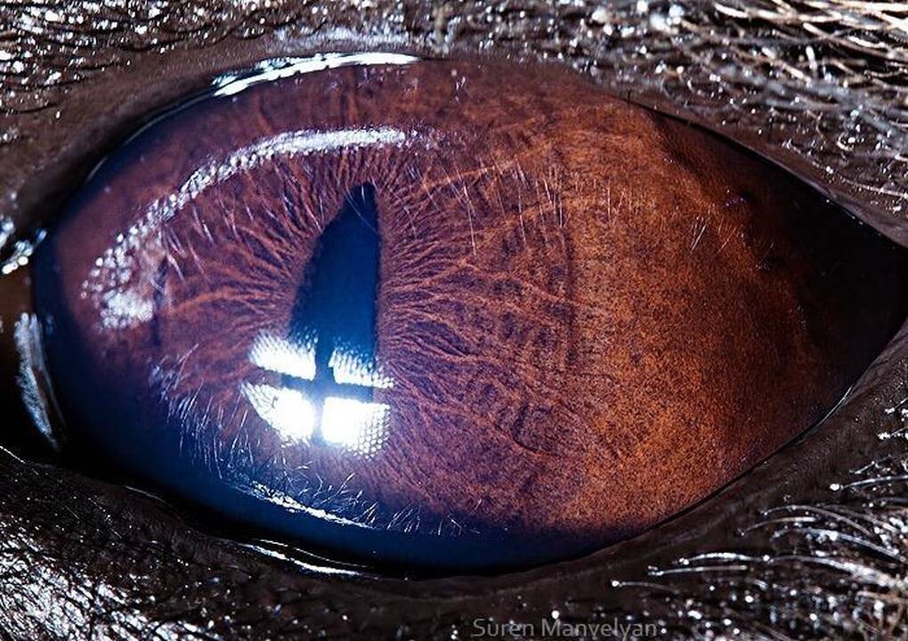 Gamtos fotografija: gyvūnų akys iš arti 