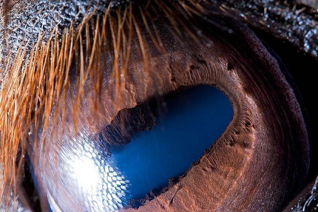 Gamtos fotografija: gyvūnų akys iš arti 