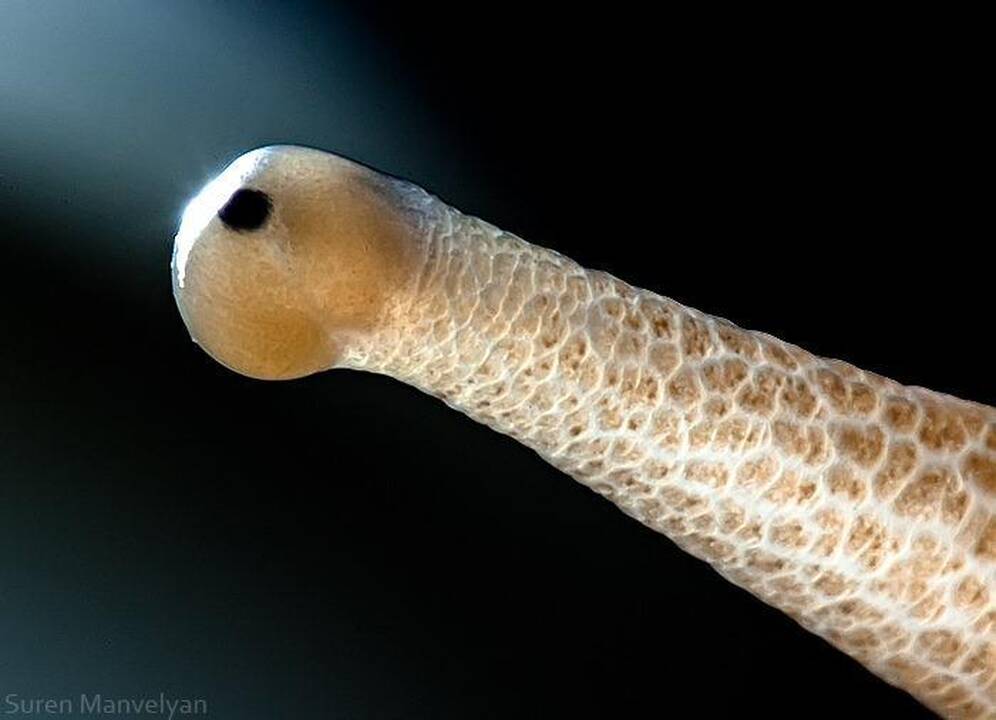 Gamtos fotografija: gyvūnų akys iš arti 