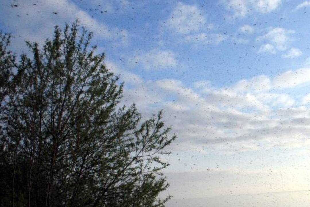 Kuršių marių pakrantėse - uodų trūklių apgultis