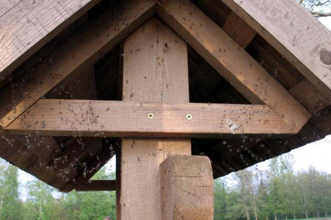 Kuršių marių pakrantėse - uodų trūklių apgultis