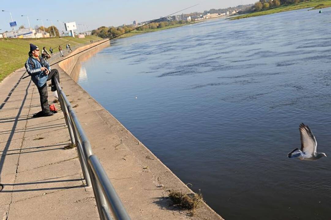 Nemuno krantinės žvejai žuvį vilioja žole