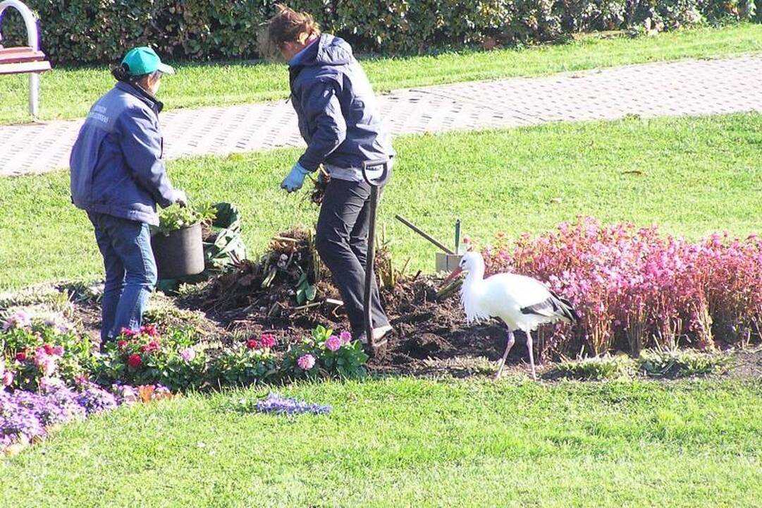 Į Nidą sugrįžo įžymybė – gandras Juozas 