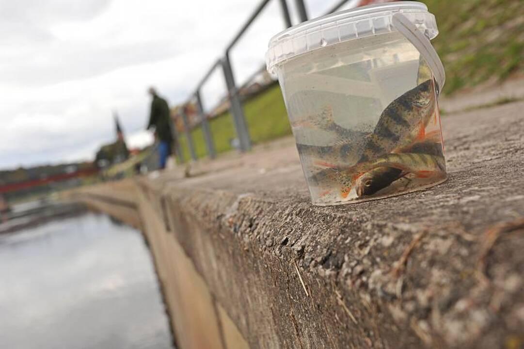 Nemuno krantinės žvejai žuvį vilioja žole