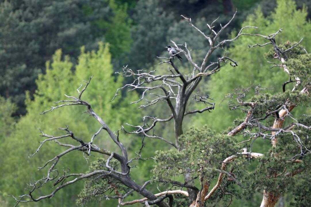 Kretingos rajono miške medžiotojai išbaidė brakonierius