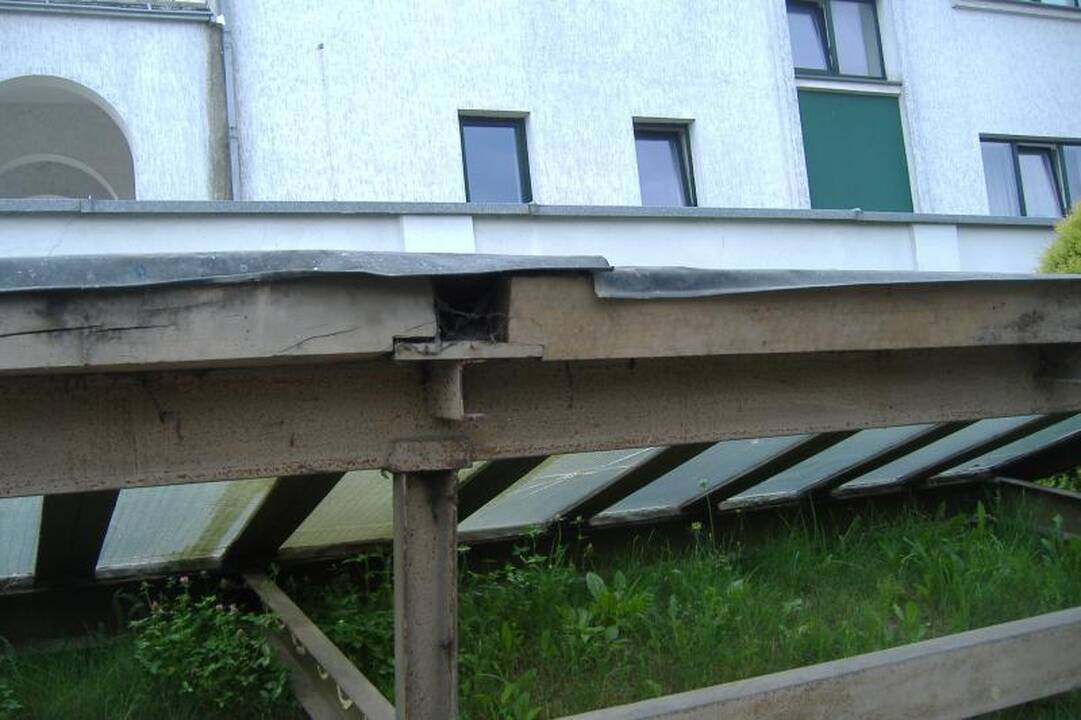 „Žibutės“ reliktas sugrįš