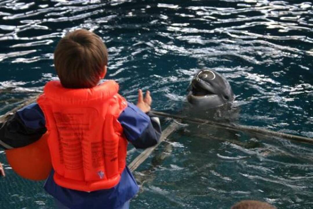 Delfinariumas uždaromas rekonstrukcijai, delfinai skraidinami į Graikiją