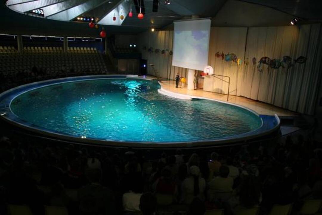 Delfinariumas uždaromas rekonstrukcijai, delfinai skraidinami į Graikiją