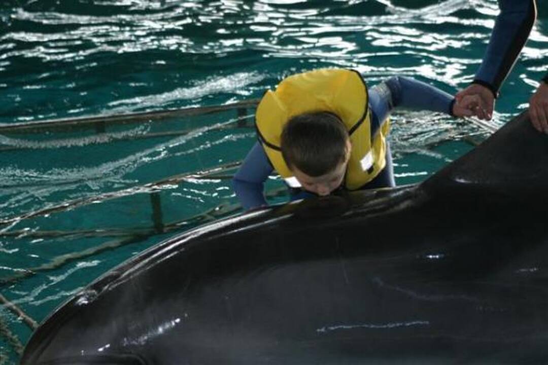 Delfinariumas uždaromas rekonstrukcijai, delfinai skraidinami į Graikiją