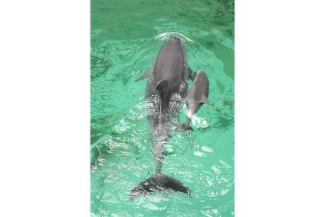 Delfinariumas uždaromas rekonstrukcijai, delfinai skraidinami į Graikiją