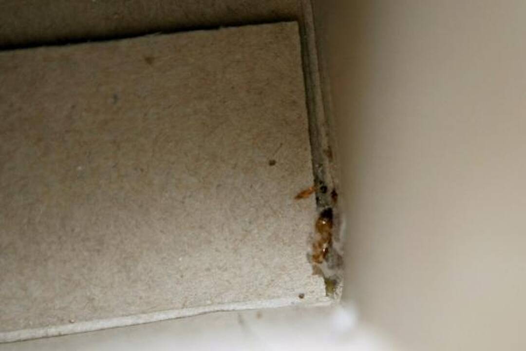 Inspektoriai Klaipėdos prekybos centruose tikrino ryžius