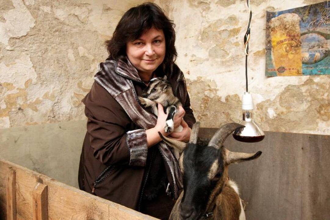 Ožka Gražkė ir ožys Smirdukas susilaukė net trijų mažylių