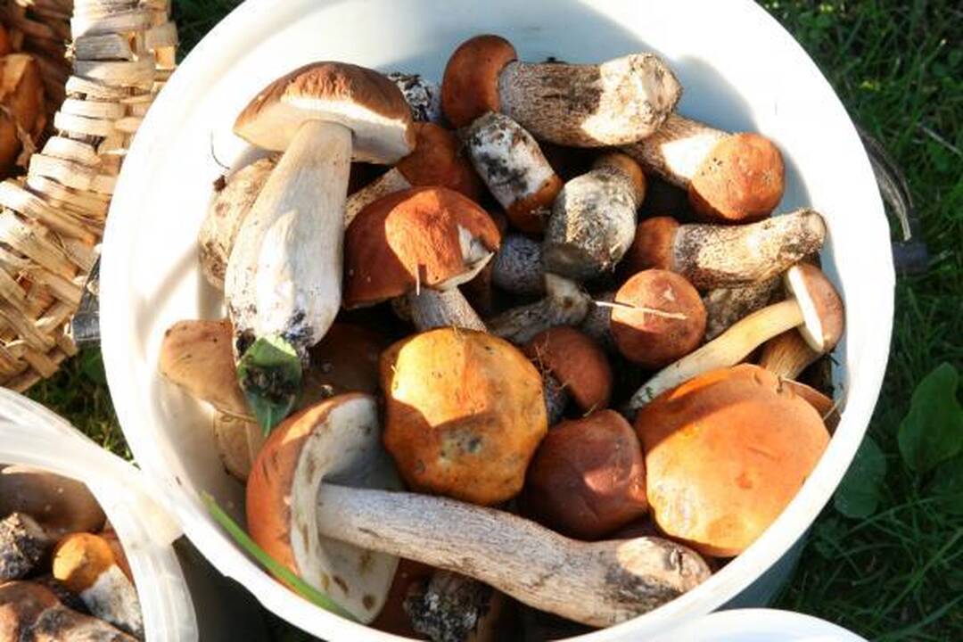 Klaipėdiečius stebina grybų gausa miškuose