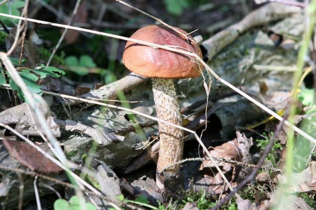 Klaipėdiečius stebina grybų gausa miškuose