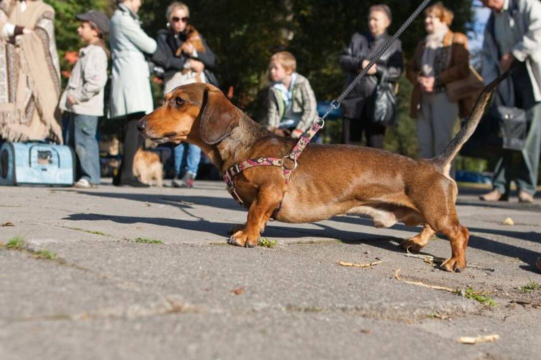 Viešosios tvarkos sargai: augintinių „dovanėles“ privalu rinkti