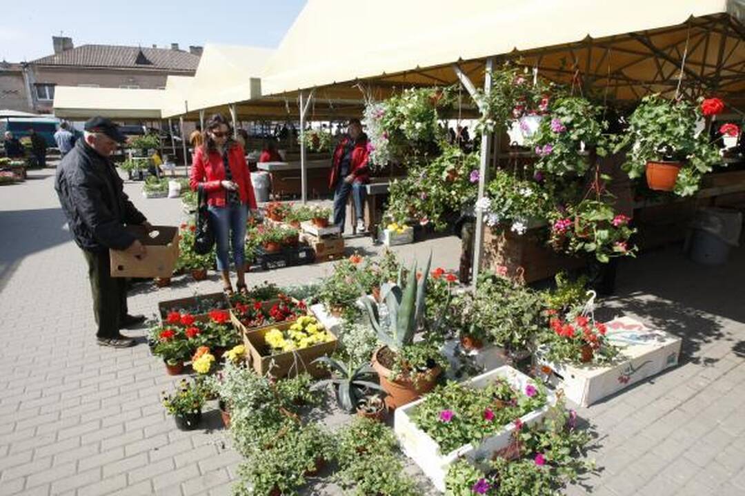 Motinos dieną Klaipėdoje suaktyvėjo prekyba gėlėmis