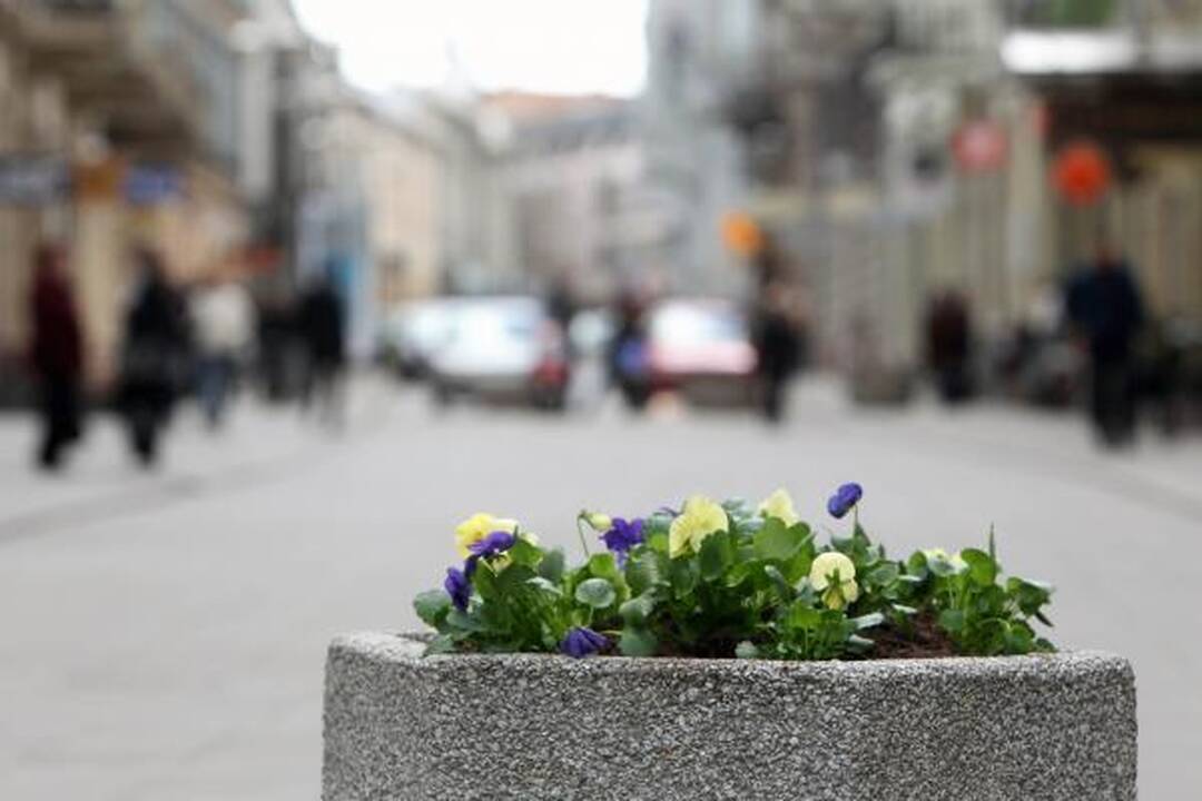 Gedimino prospektas pražydo gėlėmis