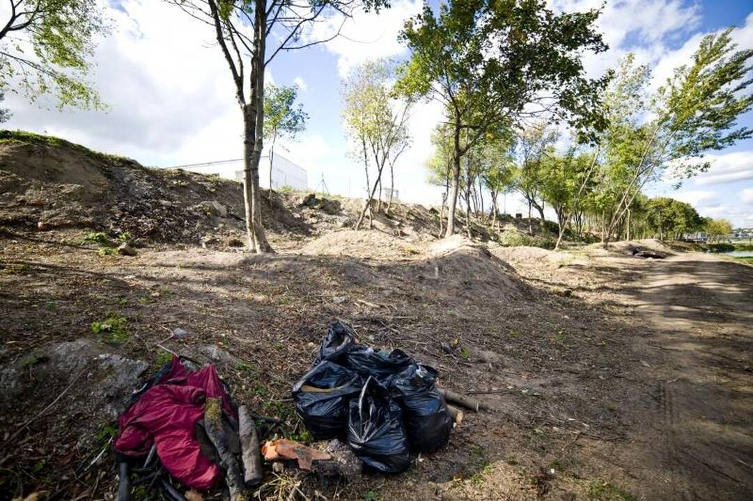 Nemuno pakrantėje medžiai virsta dėl grožio