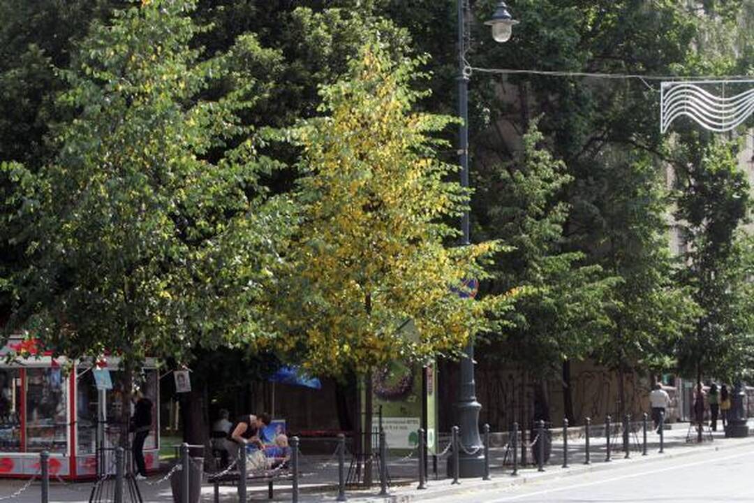 Gedimino prospekte – netikri rudens ženklai