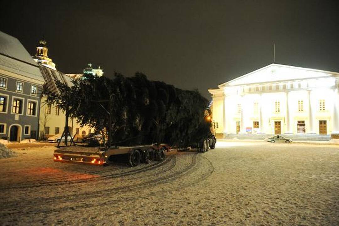 Šiąnakt į Vilniaus Rotušės aikštę atkeliavo Kalėdų eglė